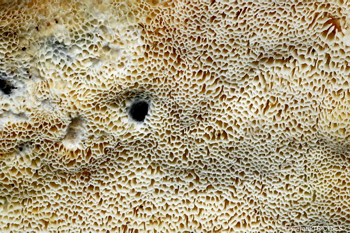 Crosta vellutata - foto 2140 (Tomentella bryophila)